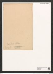 Grammatophora caribaea Cleve (de-Toni-Nr.: Genus 93, Species 3037) Zeichnungen Sammlung Grunow (NHMW-BOT-W0374730)